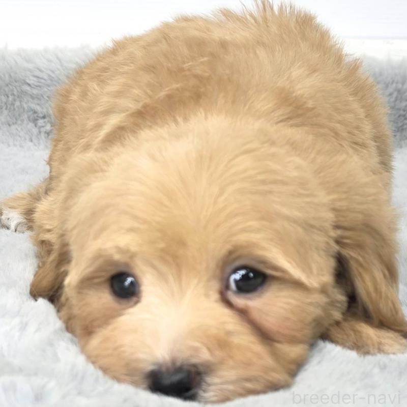 販売中の茨城県のマルプー:マルチーズ×トイプードル-444085の5枚目