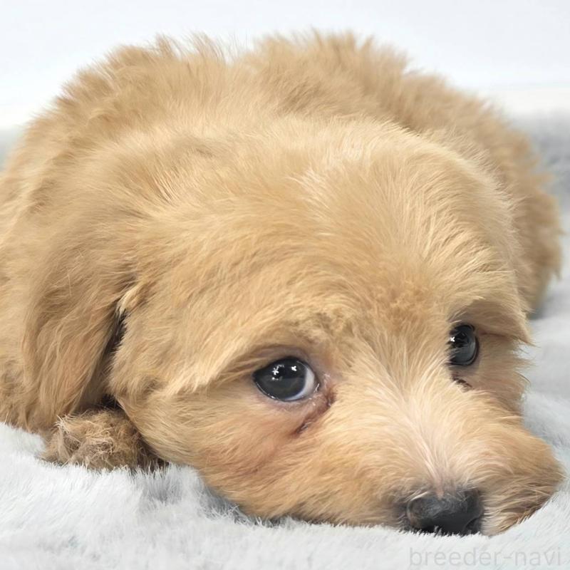 販売中の茨城県のマルプー:マルチーズ×トイプードル-444085の4枚目