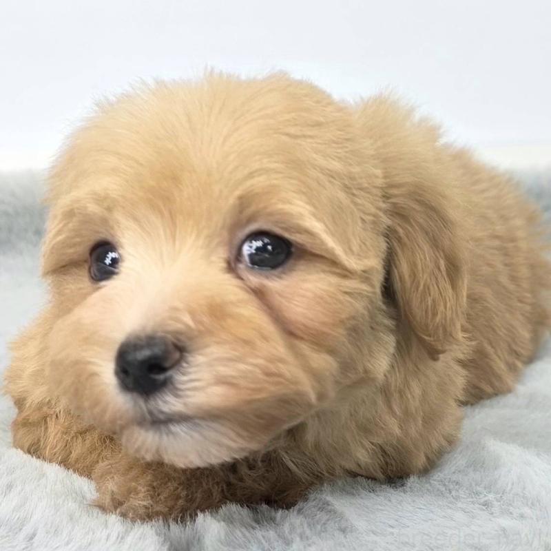 販売中の茨城県のマルプー:マルチーズ×トイプードル-444085の3枚目