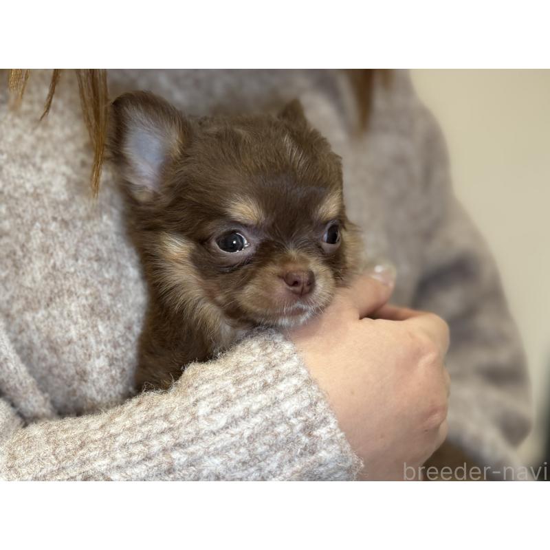 販売中の埼玉県のチワワ(ロングコート)-437911の5枚目