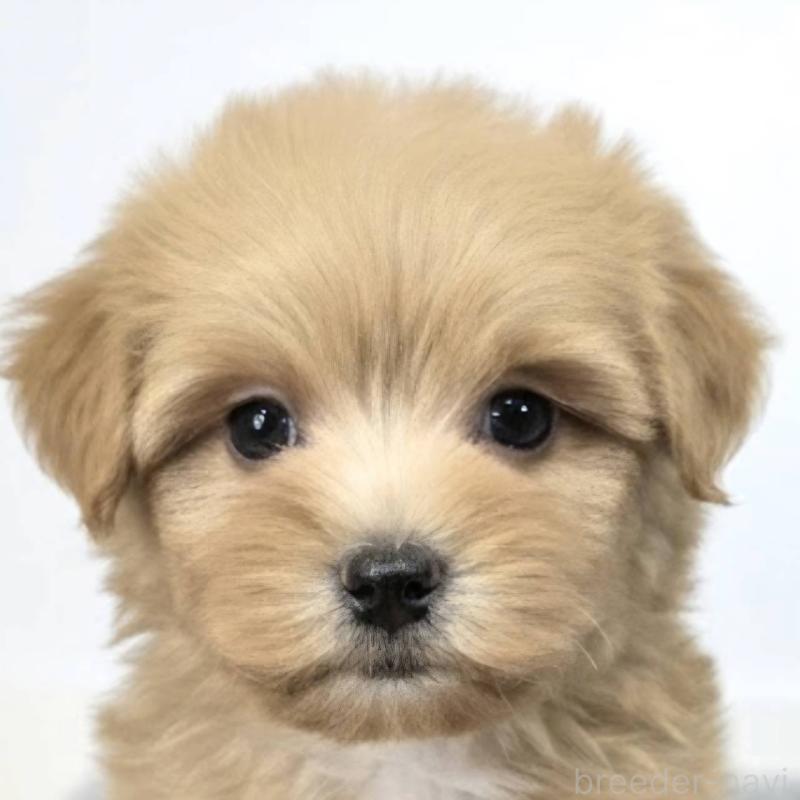 販売中の茨城県のマルプー:マルチーズ×トイプードル-444087の1枚目