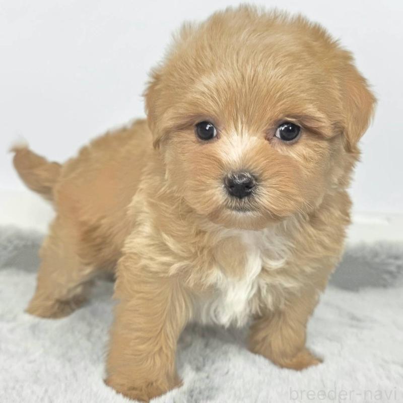 販売中の茨城県のマルプー:マルチーズ×トイプードル-444087の6枚目