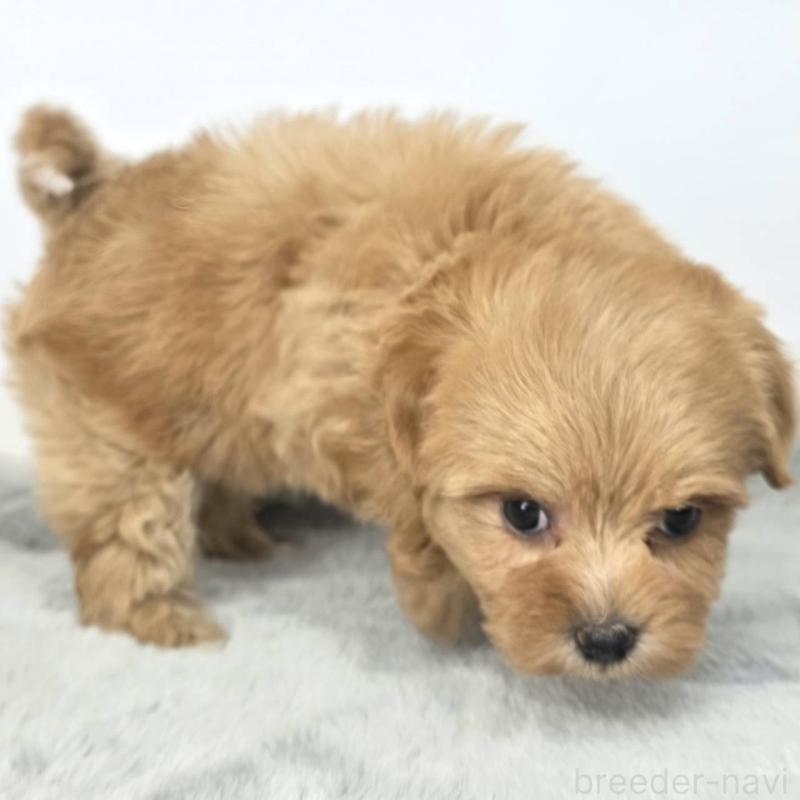 販売中の茨城県のマルプー:マルチーズ×トイプードル-444087の5枚目