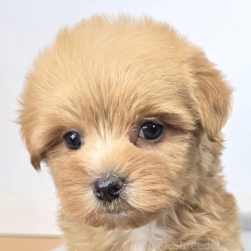 販売中の茨城県のマルプー:マルチーズ×トイプードル-444087の3枚目