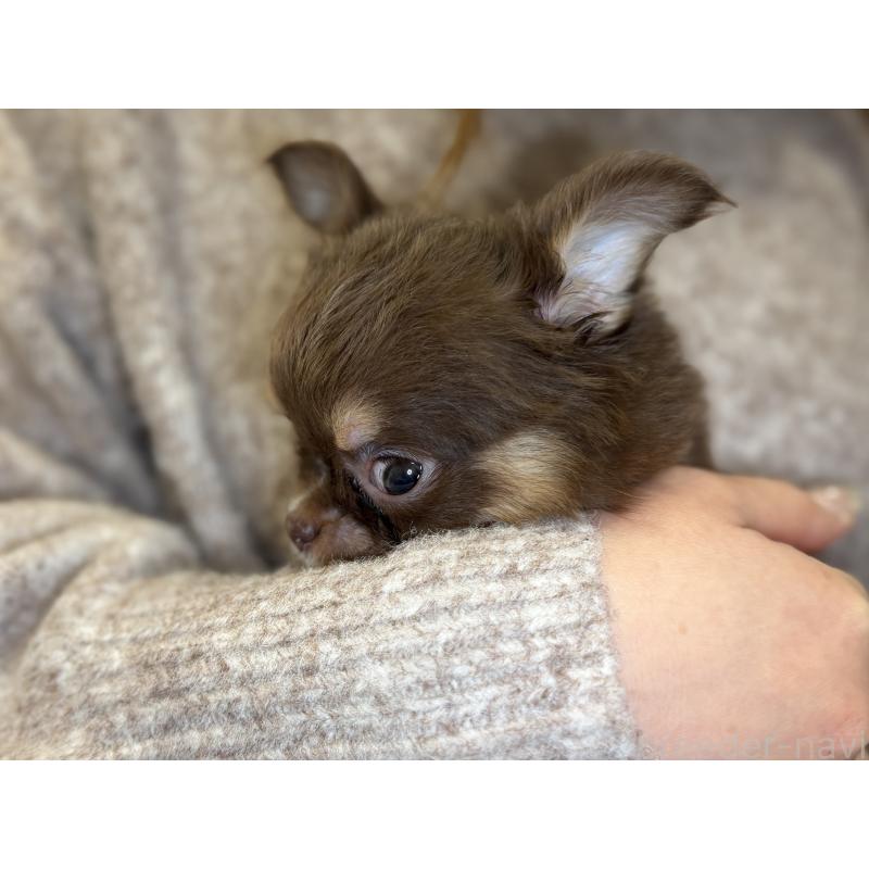 販売中の埼玉県のチワワ(ロングコート)-437911の3枚目