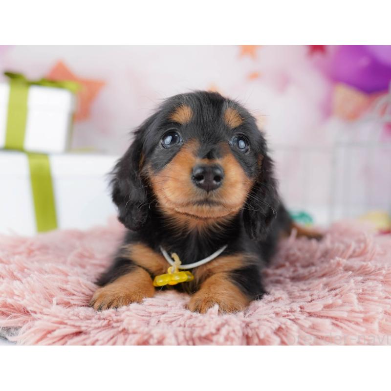 販売中の東京都のミニチュアダックスフンド(ロングヘアード)-444089