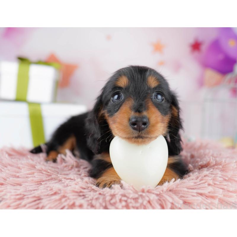 販売中の東京都のミニチュアダックスフンド(ロングヘアード)-444089の6枚目