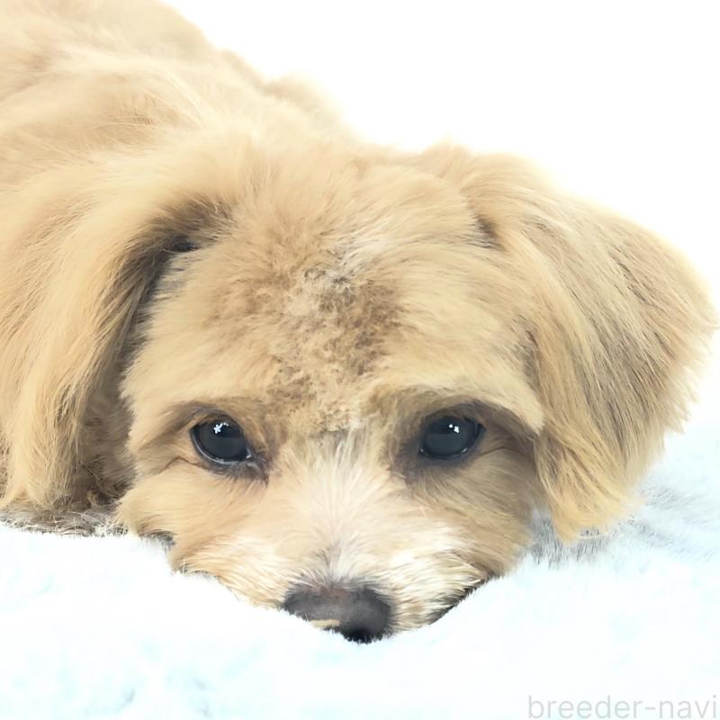 商談中の茨城県のチワプー:チワワ×トイプードル-421416