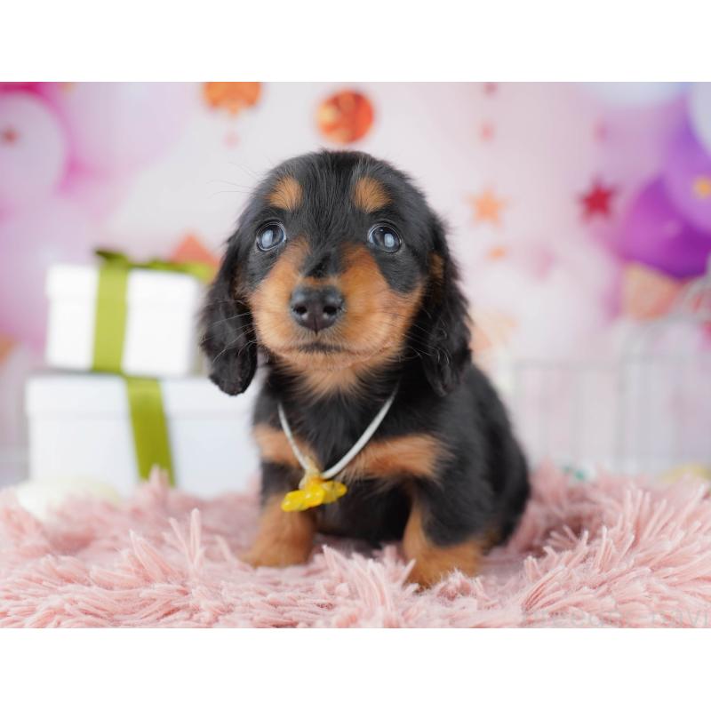 販売中の東京都のミニチュアダックスフンド(ロングヘアード)-444089の4枚目