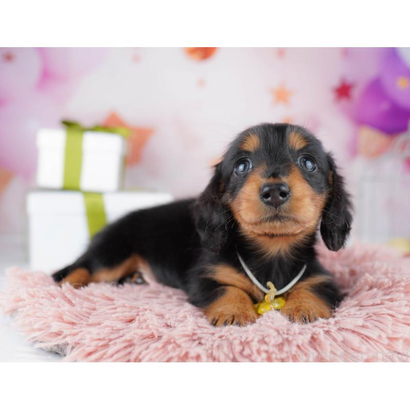 販売中の東京都のミニチュアダックスフンド(ロングヘアード)-444089の3枚目