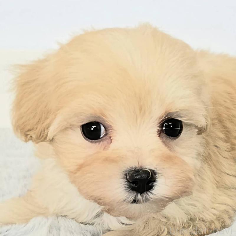 販売中の茨城県のマルプー:マルチーズ×トイプードル-444088