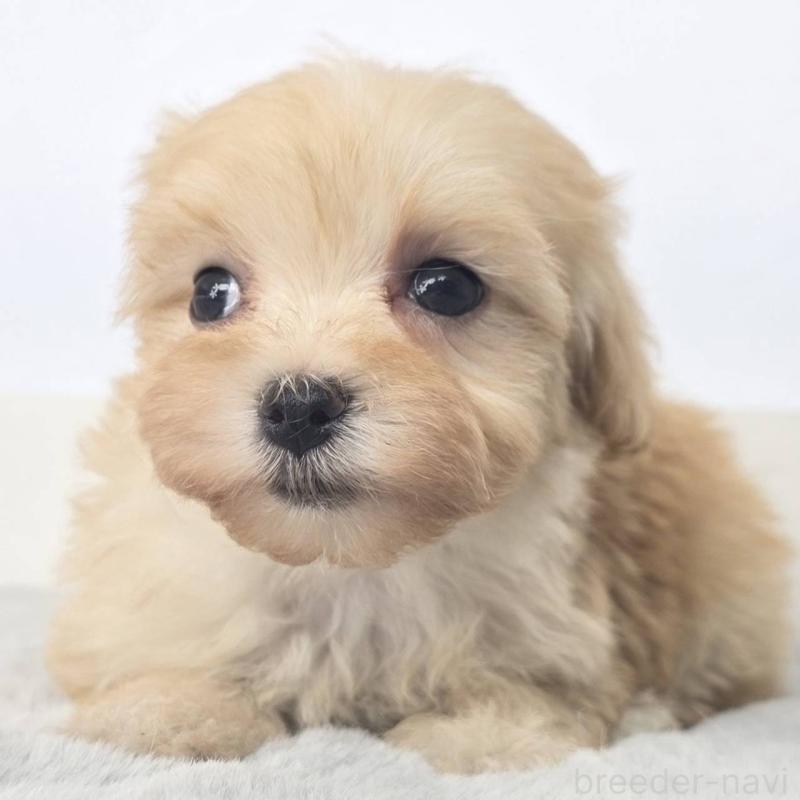 販売中の茨城県のマルプー:マルチーズ×トイプードル-444088の5枚目