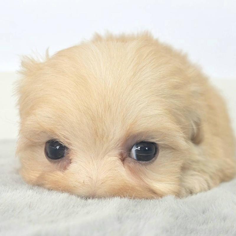 販売中の茨城県のマルプー:マルチーズ×トイプードル-444088の4枚目