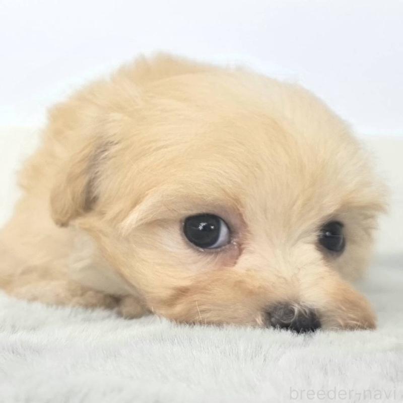 販売中の茨城県のマルプー:マルチーズ×トイプードル-444088の3枚目