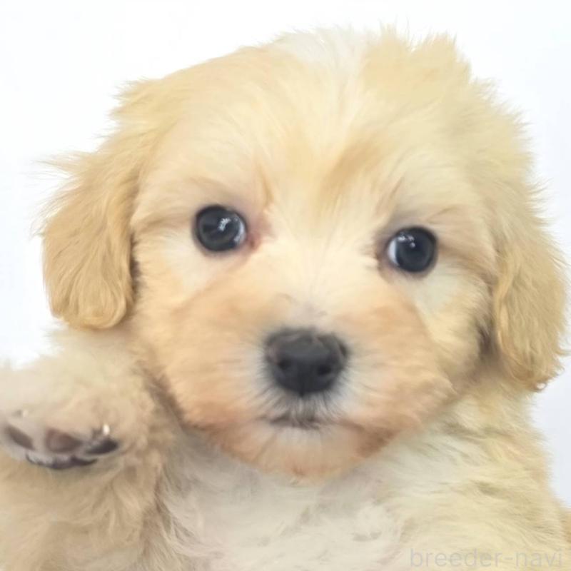 販売中の茨城県のマルプー:マルチーズ×トイプードル-444090の6枚目