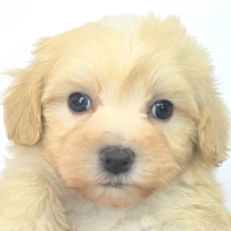 販売中の茨城県のマルプー:マルチーズ×トイプードル-444090