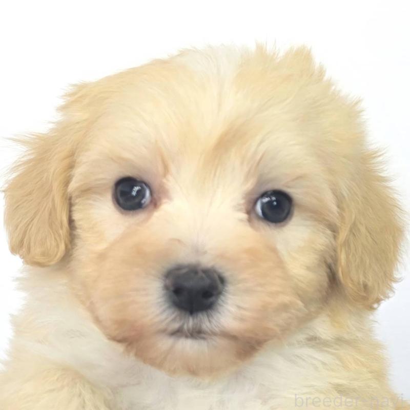 販売中の茨城県のマルプー:マルチーズ×トイプードル-444090の4枚目