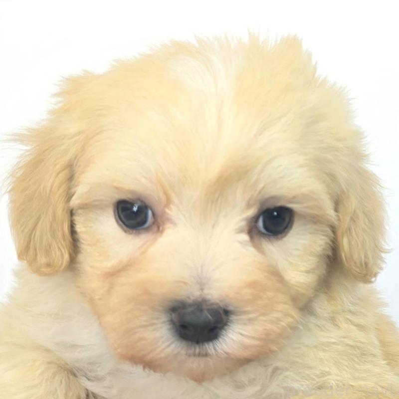 販売中の茨城県のマルプー:マルチーズ×トイプードル-444090の3枚目