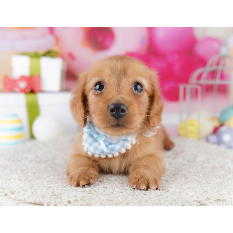 販売中の東京都のミニチュアダックスフンド(ロングヘアード)-444091