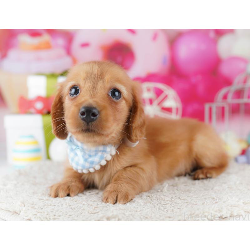 販売中の東京都のミニチュアダックスフンド(ロングヘアード)-444091の6枚目