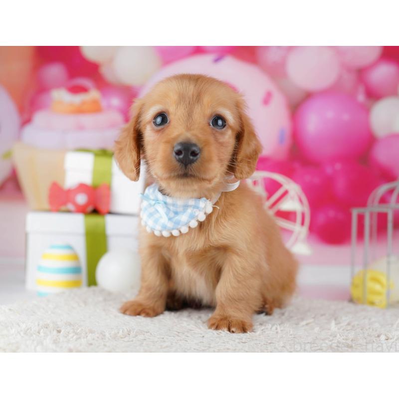 販売中の東京都のミニチュアダックスフンド(ロングヘアード)-444091の5枚目