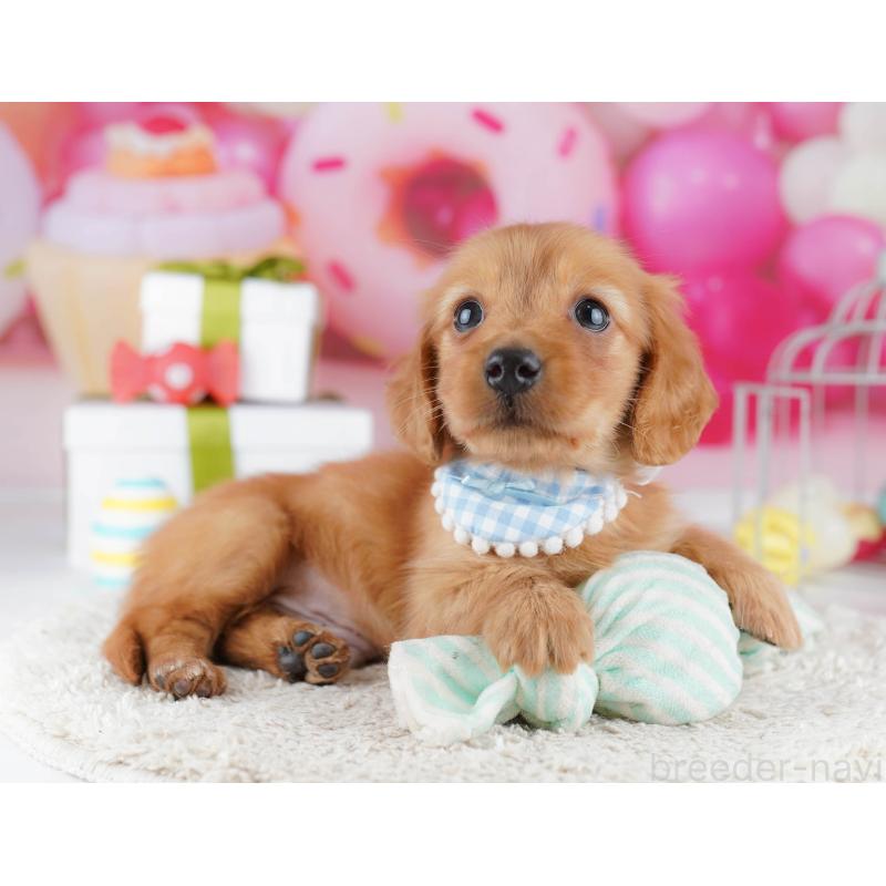 販売中の東京都のミニチュアダックスフンド(ロングヘアード)-444091の4枚目