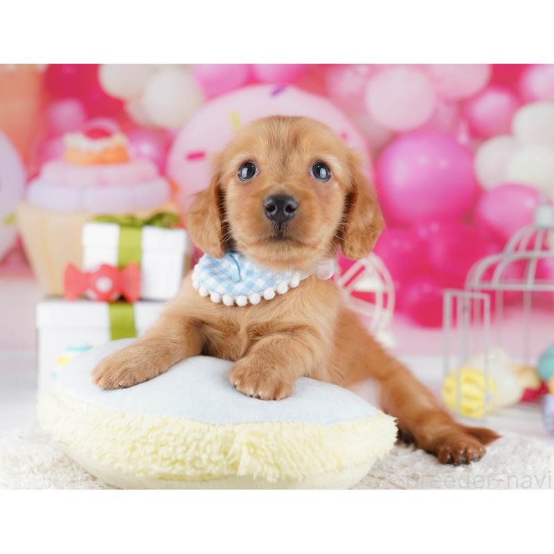 販売中の東京都のミニチュアダックスフンド(ロングヘアード)-444091の3枚目