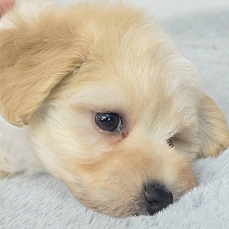 販売中の茨城県のマルプー:マルチーズ×トイプードル-444092の6枚目