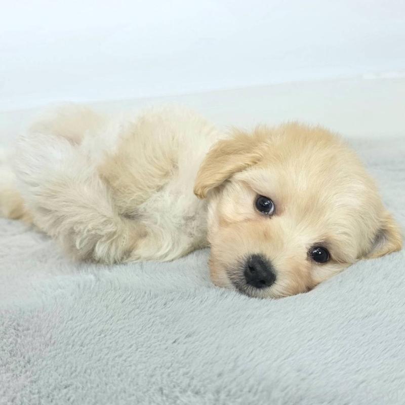 販売中の茨城県のマルプー:マルチーズ×トイプードル-444092の5枚目