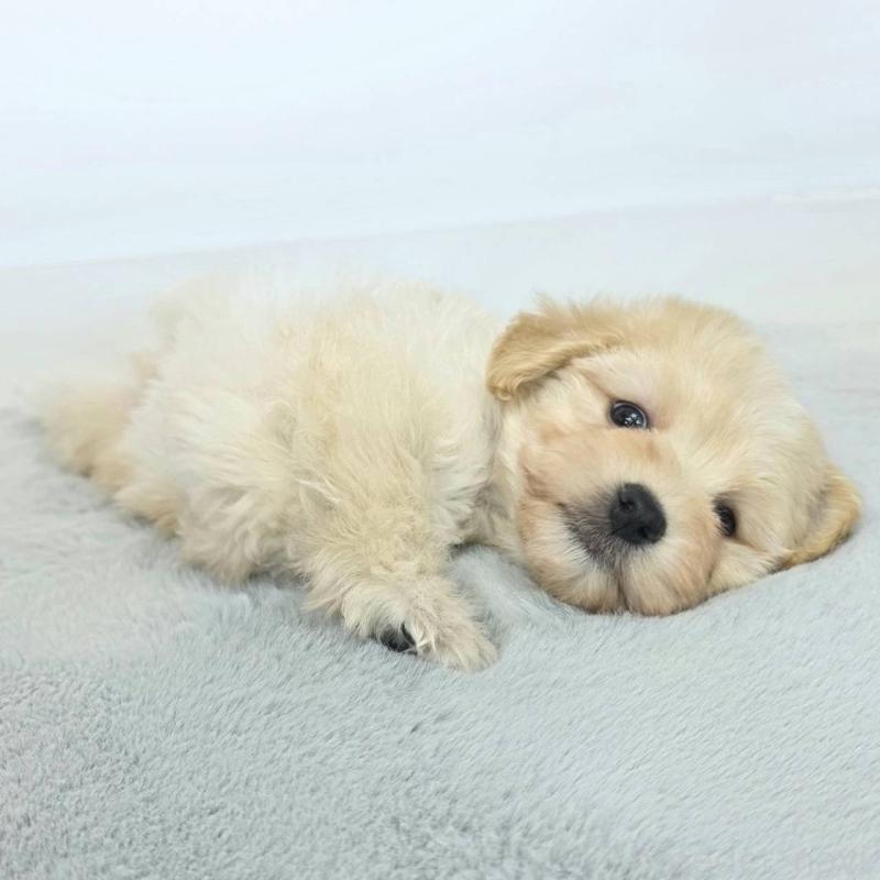 販売中の茨城県のマルプー:マルチーズ×トイプードル-444092の4枚目