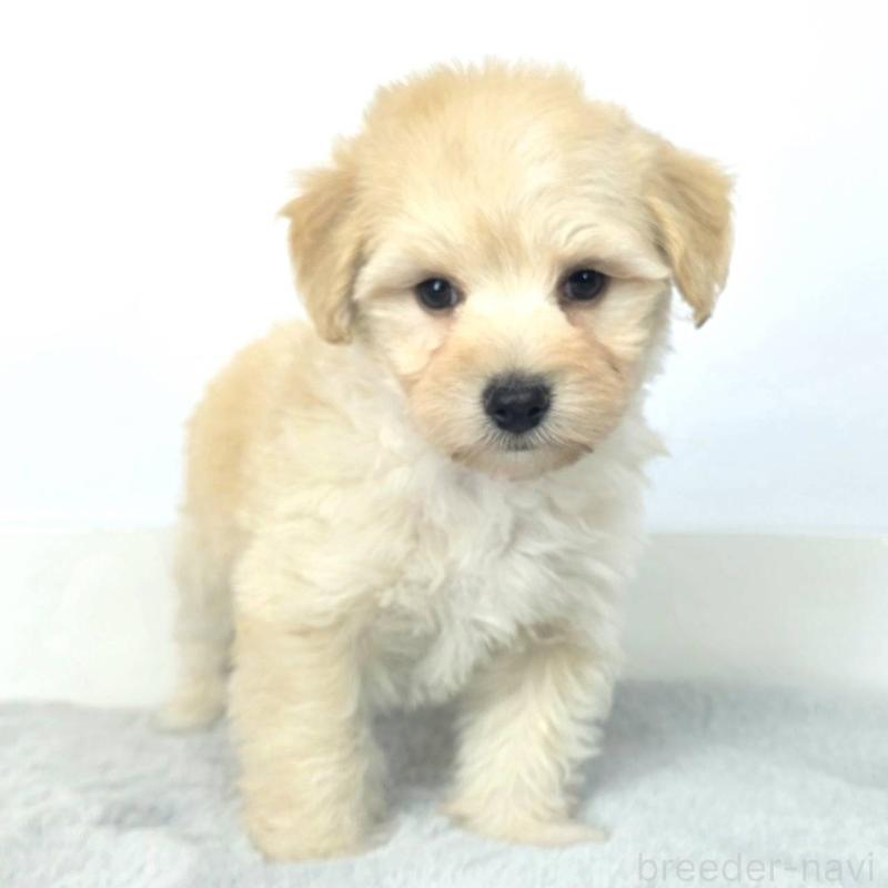 販売中の茨城県のマルプー:マルチーズ×トイプードル-444092の3枚目