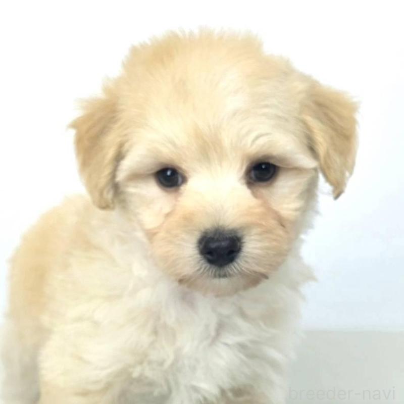 販売中の茨城県のマルプー:マルチーズ×トイプードル-444092の2枚目