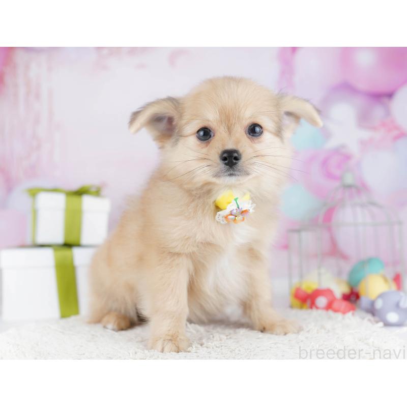 販売中ののポメチワ:ポメラニアン×チワワ-444093