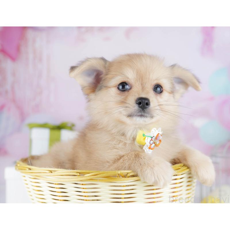 販売中の東京都のポメチワ:ポメラニアン×チワワ-444093の6枚目