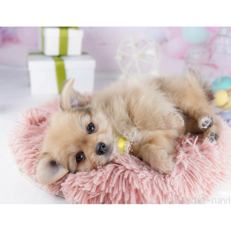 販売中の東京都のポメチワ:ポメラニアン×チワワ-444093の5枚目