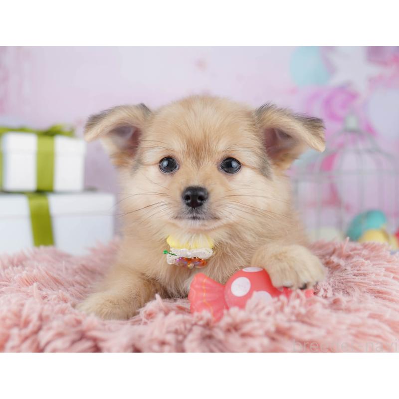 販売中の東京都のポメチワ:ポメラニアン×チワワ-444093の4枚目