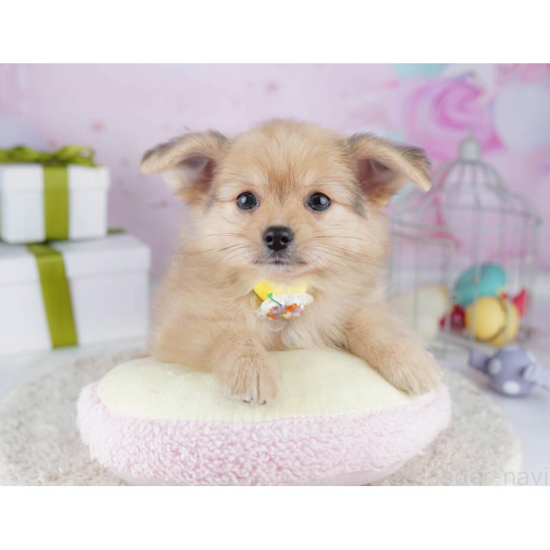 販売中の東京都のポメチワ:ポメラニアン×チワワ-444093の3枚目