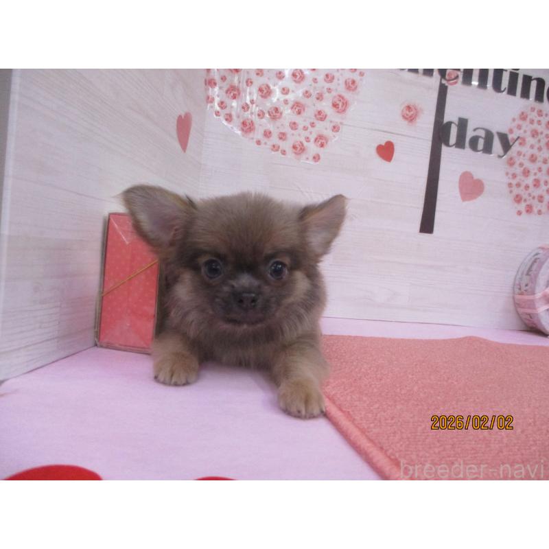 販売中の鳥取県のチワワ(ロングコート)-431086の3枚目