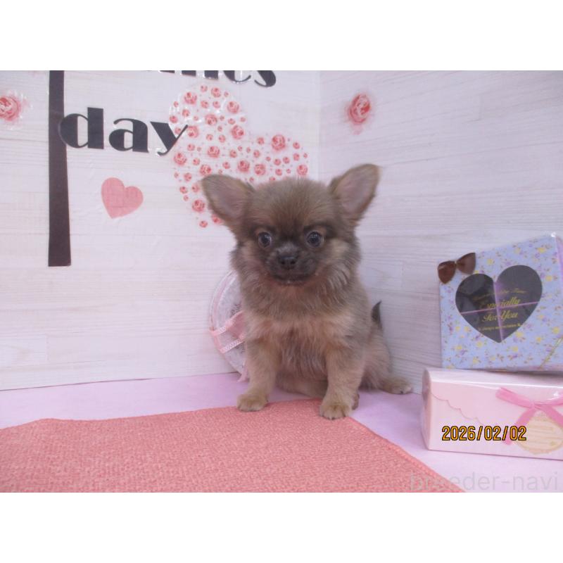 販売中の鳥取県のチワワ(ロングコート)-431086の2枚目