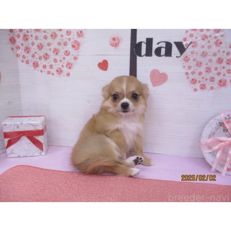 販売中の鳥取県のチワワ(ロングコート)-431087の3枚目