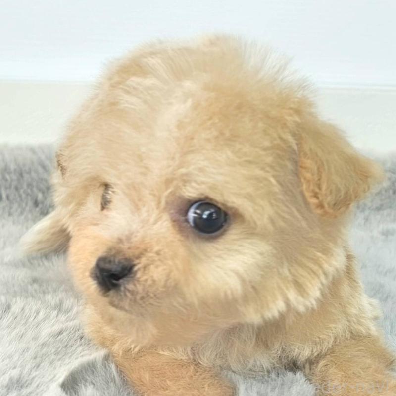 販売中の茨城県のチワプー:チワワ×トイプードル-444094の4枚目