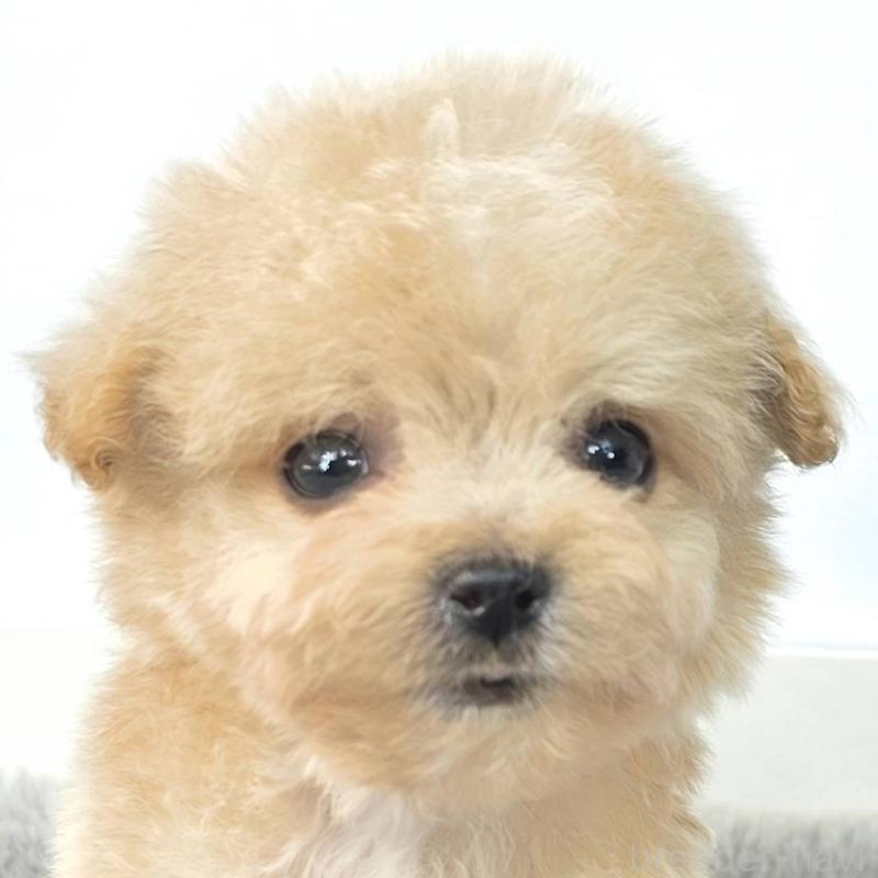 販売中の茨城県のチワプー:チワワ×トイプードル-444094の3枚目