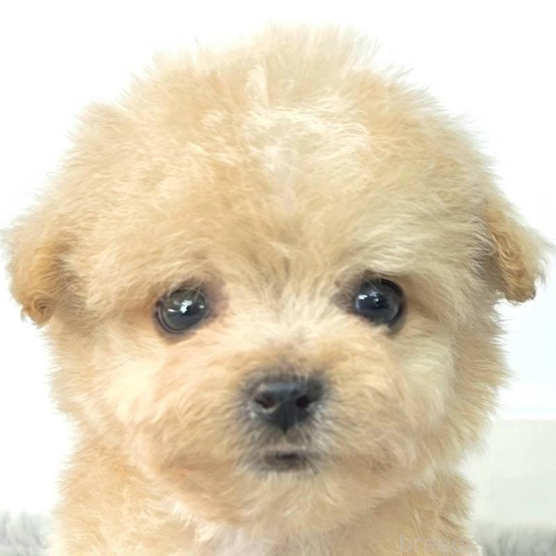 販売中の茨城県のチワプー:チワワ×トイプードル-444094の2枚目