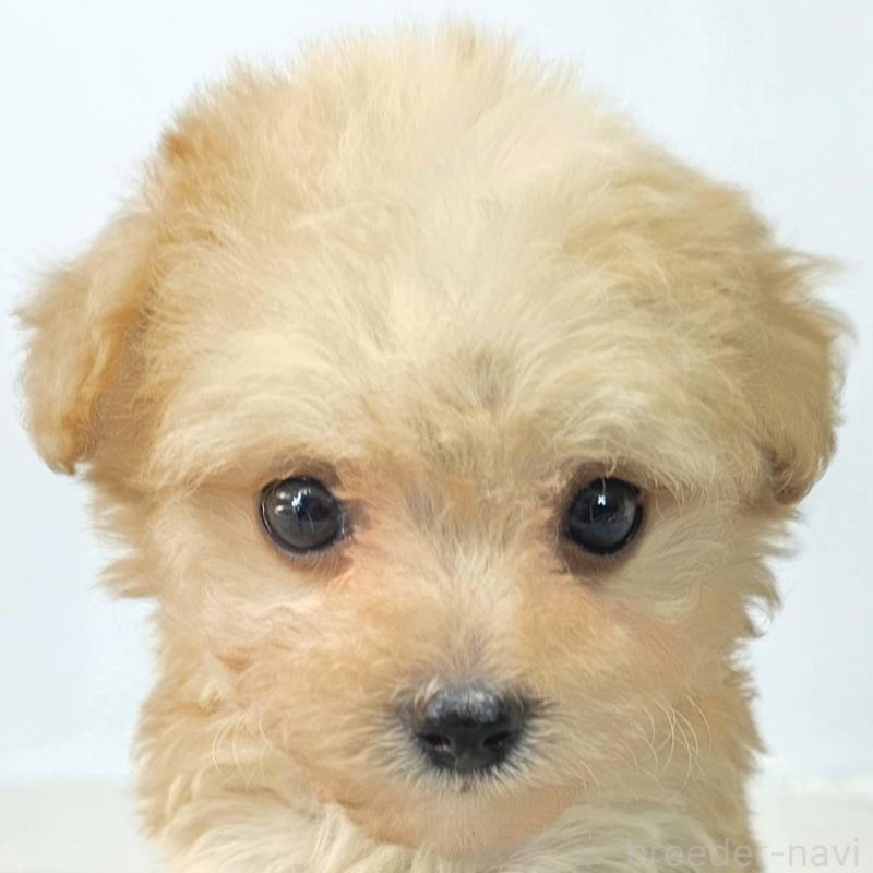 販売中の茨城県のチワプー:チワワ×トイプードル-444095の1枚目