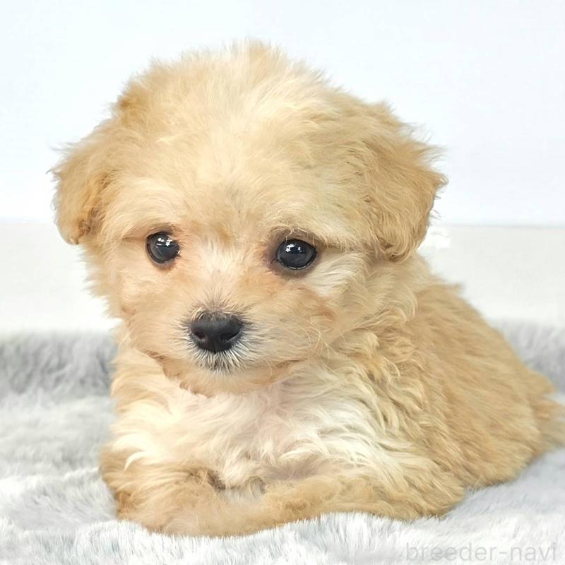 販売中の茨城県のチワプー:チワワ×トイプードル-444095の6枚目