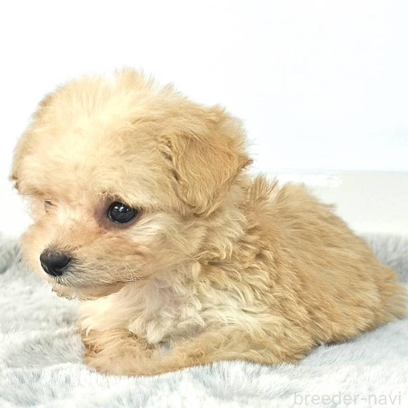 販売中の茨城県のチワプー:チワワ×トイプードル-444095の5枚目