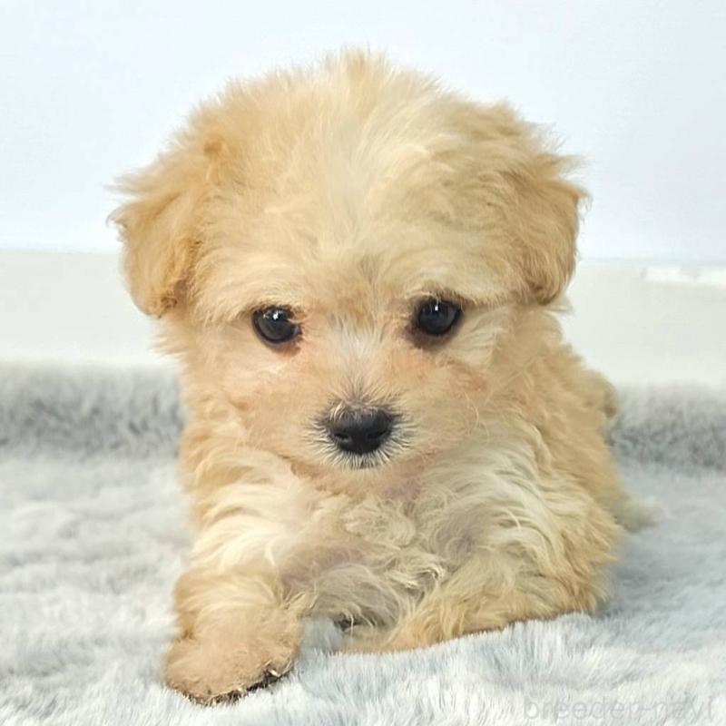 販売中の茨城県のチワプー:チワワ×トイプードル-444095の4枚目