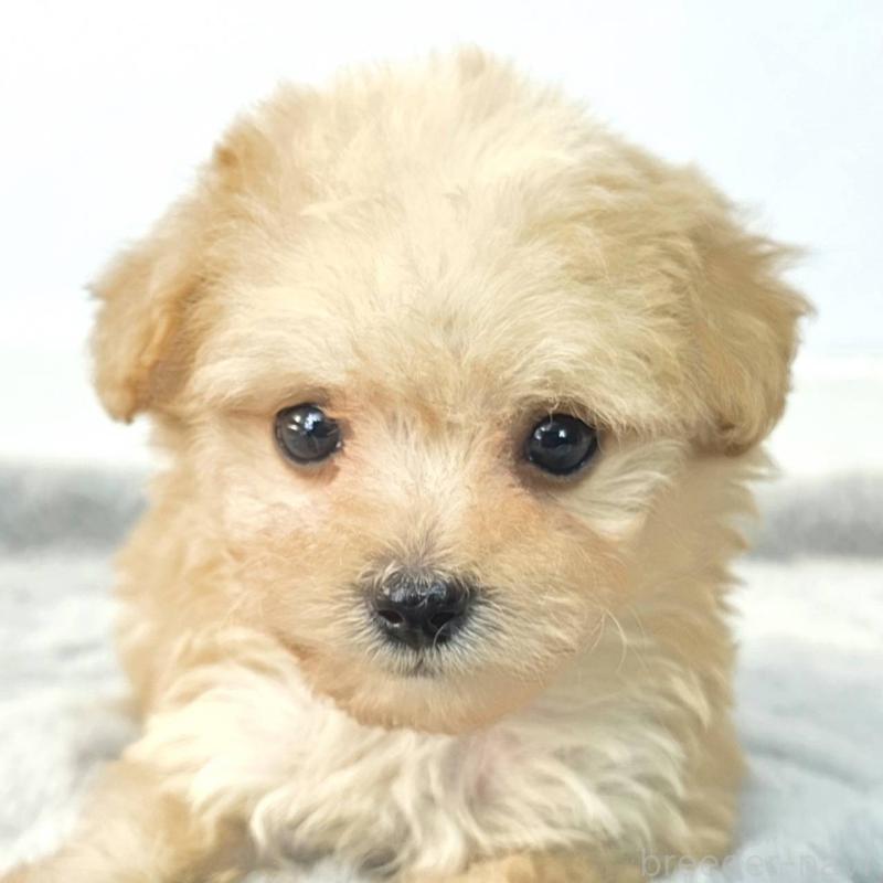 販売中の茨城県のチワプー:チワワ×トイプードル-444095の3枚目