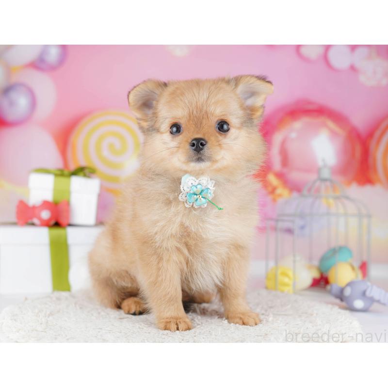 販売中の東京都のポメチワ:ポメラニアン×チワワ-444096
