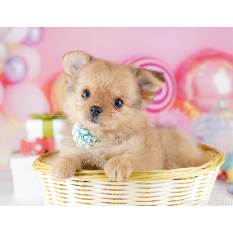 販売中の東京都のポメチワ:ポメラニアン×チワワ-444096の6枚目